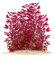 Ludwigia palustris Super Red Mini - Kleine Tiefrote Ludwigie in vitro - 5,5cm Bechergröße - Hintergrund Wasserpflanzen für Aquarien