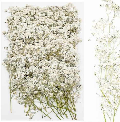 Cayway 120 Stück Getrocknete Gepresste Blätter, Natürliche Getrocknete Blumen, Natürliche Trockene Blätter für DIY Harz Schmuck Nail Crafts Art Blumendekoration