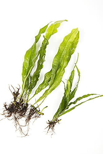 Java Fern Microsorium pteropus Live Aquarium Plants Aquatic Plant Fish Tank (15)