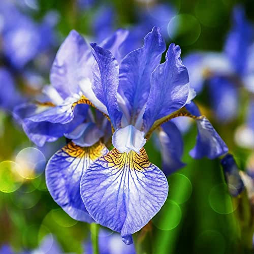 Iris Bulbi Sword Lily Iris Piante Hardy Fiori Da Balcone Decorazione Da Giardino Per Esterni Iris Bulbi Da Fiore Perenni Hardy Bulbi Ornamentali Piante Da Giardino Fiori 8 Bulbi (Blu)