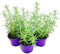 Rosmarin Pflanze Blue-Winter – Winterhart & Aromatisch 3er-Set | florapartner – Frische Kräuter für das ganze Jahr!