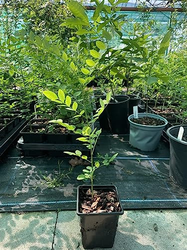Japanese Pagoda Tree - Styphnolobium japonicum | Hardy Deciduous Shade Tree | Late Summer Flowering | Fragrant White Blossoms | 40/60cm Tall - 9cm Pot