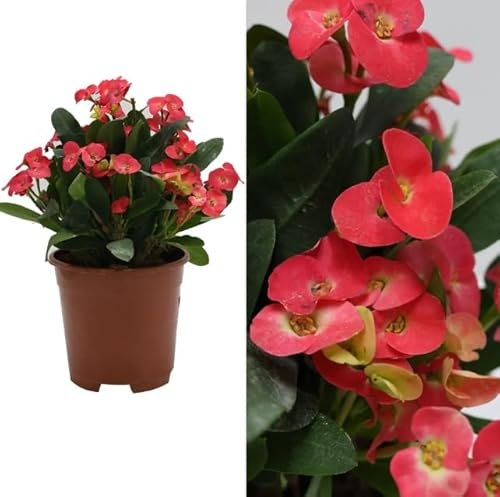 Euphorbia Milii Cardinal red Big Flower- Crown of Thorns Succulent House Plant in 13Ø Pot