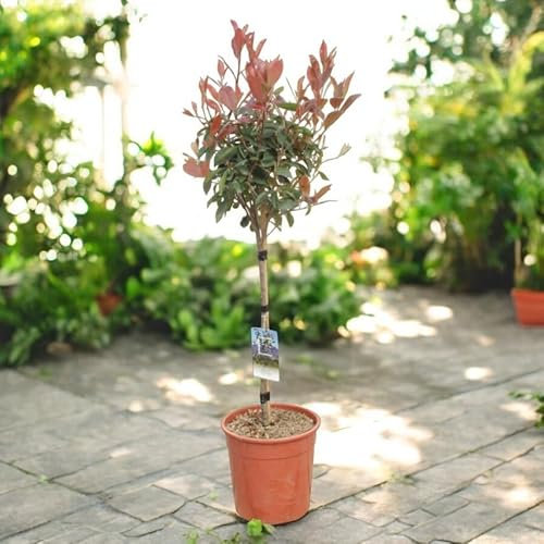 Carbeth Plants Photinia Red Robin Patio Tree in 7L Pot - 1m Lollipop Stem Christmas Berry Evergreen Garden Ready Plant - Hardy Low Maintenance Easy to Grow in Pots, Patios and Borders