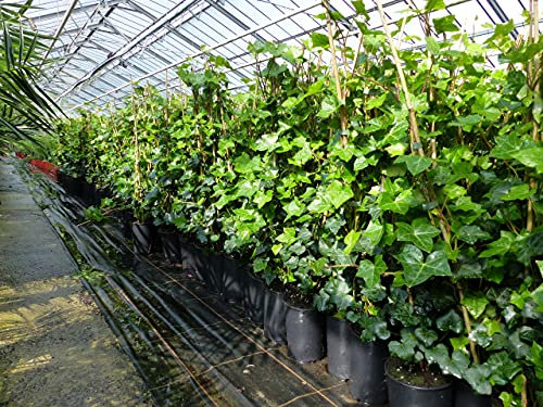 gruenwaren jakubik 20 Stück Efeu Hedera helix 85-105 cm Heckenpflanze winterhart Kletterpflanze Hecke Sichtschutz blickdicht
