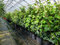 gruenwaren jakubik 20 Stück Efeu Hedera helix 85-105 cm Heckenpflanze winterhart Kletterpflanze Hecke Sichtschutz blickdicht