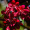 strimusimak 100Pcs Flieder samen Flieder samen Hausgarten Duftende Pflanze Hardy Mehrjährige Blume für Outdoor Garten Balkon Bonsai Dekor Flieder samen