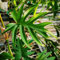 100 pz semi di piante di filodendro - semi di piante, regalo da giardino (Filodendro selloum) piante perenni, semi resistenti piante da esterno, piante esotiche resistenti semi di