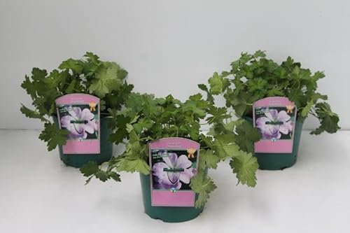 Geranium x cult. 'Dreamland' – Winterhart, Mehrjährig, Pflegeleicht – Storchschnabel – Staude für Beet & Rabatte