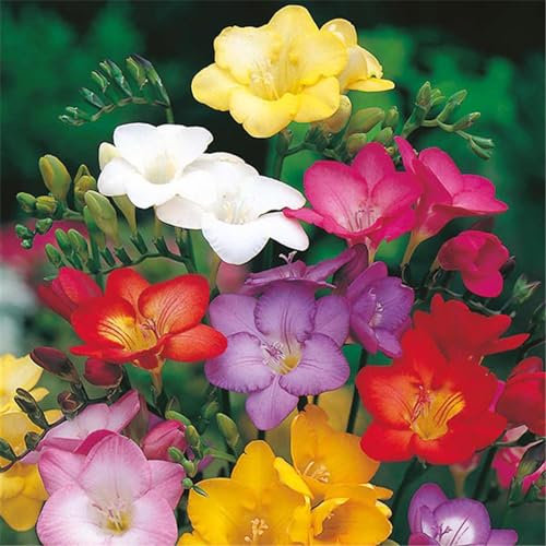 Fresien zwiebeln mix,Fresien zwiebeln kaufen,Fresien winterhart mehrjährig,Bunte Blumen im Garten, Frühlingsblumen-10zwiebeln-D