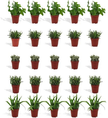DutchLeafs Rhipsalis Mix 20 Stück Verschiedene Mini-Sukkulenten - Topf 5,5 cm - Cactaceae Rutenkaktus Korallenkaktus Sukkulent Kleine Pflanzen Pflegeleicht - Höhe 8-15 cm