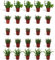DutchLeafs Rhipsalis Mix 20 Stück Verschiedene Mini-Sukkulenten - Topf 5,5 cm - Cactaceae Rutenkaktus Korallenkaktus Sukkulent Kleine Pflanzen Pflegeleicht - Höhe 8-15 cm