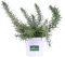 Pianta di Rosmarino Prostrato Pianta Rosmarinus Officinalis Prostratus pianta tappezzante pianta da giardino pianta ornamentale pianta aromatica pianta vera venduta da eGarden.store (Vaso 14 cm)