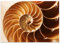 wandmotiv24 Poster als Wanddeko, Größe 100x70cm, Tier, Schneckenhaus, beige, Moderne Wanddeko, Wandbilder, Deko, Bild M0220