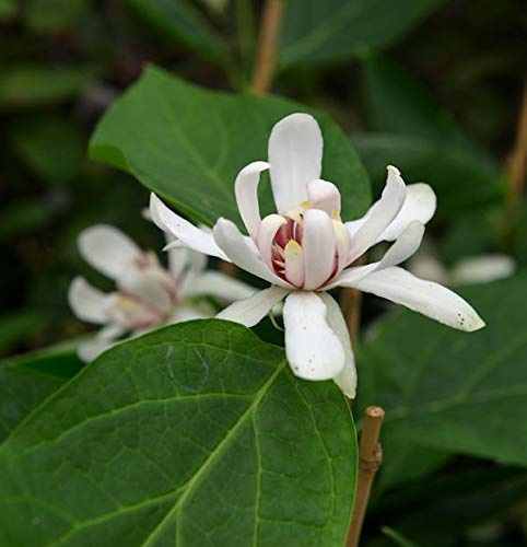 Gewürzstrauch Venus 30-40cm - Calycanthus floridus - lebende Gartenpflanze aus den Baumschulen