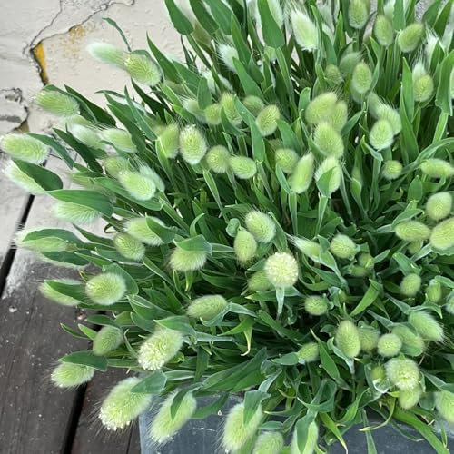 50 pcs Lagurus ovatus - Samen Ziergräser - hochbeet samen balkon garten Samen Ziergräser, Lagurus ovatus, stauden winterhart geschenke garten kräuterbeet balkonpflanzen winterhart