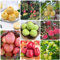 apfelbaum kaufen samen - bio saatgut, alte sorten saatgut baum samen apfel, bäume garten winterhart, bonsaibaum hochbeet samen, pflanzen anzucht bonsai baum, balkonpflanzen winterhart 200pcs