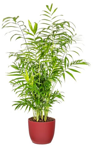 Bonplants Chamaedorea Elegans, Elegante Palma Vera da Interni, Vaso 21 cm, h 90 cm (Vaso Rosso)