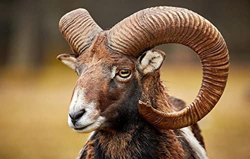 LHJOY Puzzle Mädchen 3D Puzzle 1000 Teile Ram Argali 75X50Cm
