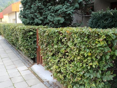 Direct Plants Green Beech Hedging Plants Pack of 10 Trees Potted