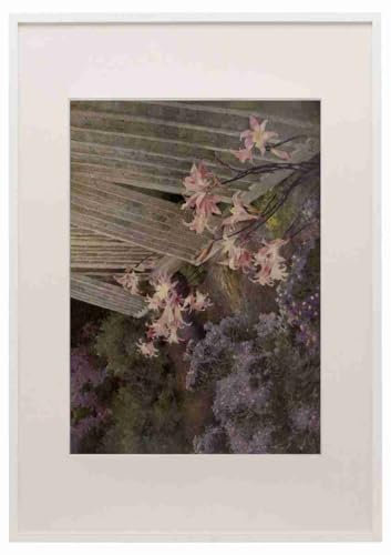 Norris Hugh Littlejohn 1863 1942 Belladonna Lilies Beautiful Flowers and How to
