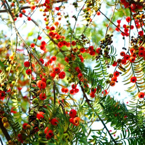 eibe taxus baccata zimmerbonsai eibesamen winterharte garten grünpflanzen, gartendeko für draußen exotische bonsaibaum 300pcs
