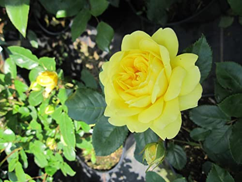 Beetrose Yellow Meilove ® - Rosa Yellow Meilove ® - Meilland Rose - ADR Rose