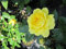 Beetrose Yellow Meilove ® - Rosa Yellow Meilove ® - Meilland Rose - ADR Rose