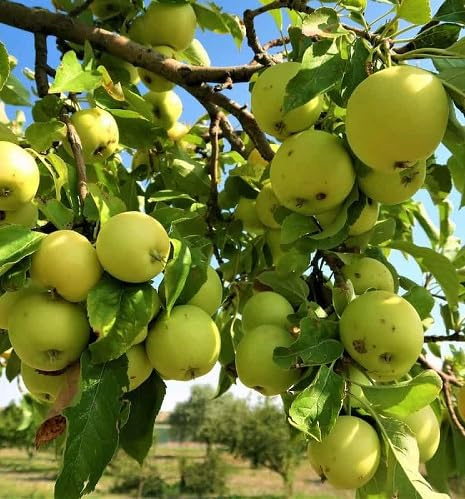 20pcs Fresh Apple Tree Seeds Green