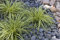 3 x Carex oshimensis 'Evergold' im 1 Liter Topf (Ziergras/Gräser/Winterhart/Mehrjährig/Immergrün/Bodendecker) Japan Gold Segge - Strahlende Goldstreifen für Ihren Garten - von Stauden Gänge