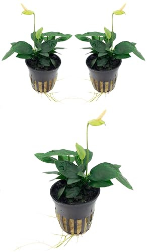 WASSERPFLANZEN WOLFF – 3 schöne volle Töpfe Zwerg-Speerblatt - Anubias nana | Robuste Vordergrund Aquariumpflanze | Aufsitzerpflanze für Wurzeln & Steine | barschfest & pflegeleicht