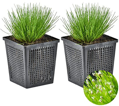 Bloomique - Lot de 2 - Scirpus Cernuus - Scirpe retombant - Plantes de bassin - Plantes aquatiques - Rustique - Hauteur 10-20 cm - Pot 11 cm