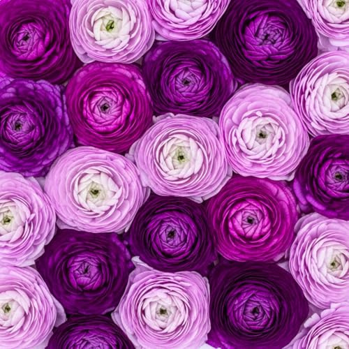 Lot de 20 bulbes de renoncule violets à planter – 20 grands bulbes sains – Fleurs violettes riches ressemblant à des roses – Facile à cultiver, fleurs durables pour jardins, conteneurs et arrangements