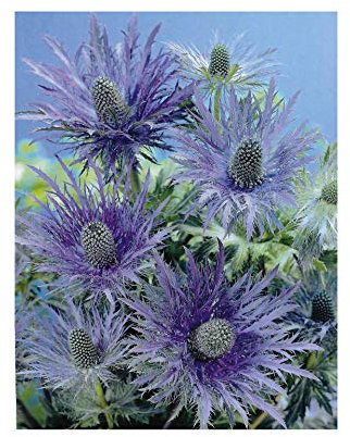 GARTHWAITE NURSERIES® : - UK Stockist : - Potted Eryngium Blue Star (Sea Holly) Purplish-Blue Summer Flowering Garden Perennial Plant