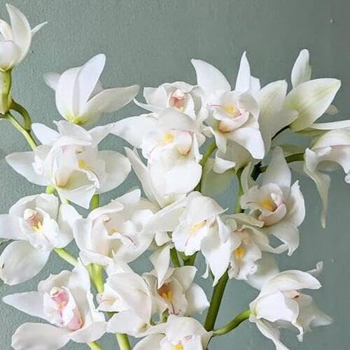 100 semi di orchidea Cymbidium