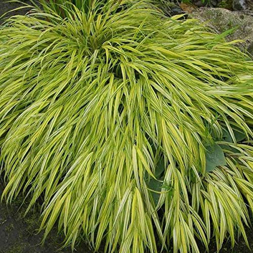 6er-Set Goldbandgras 'Aureola' - Hakonechloa Macra: Goldene Streifen im 9x9cm Topf.