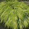 6er-Set Goldbandgras 'Aureola' - Hakonechloa Macra: Goldene Streifen im 9x9cm Topf.