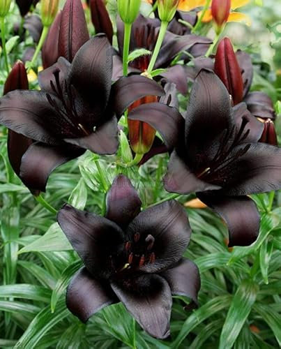 Lilium asiatic - Schwarze Asiatische Lilie 'Black Charm' 2 Zwiebeln