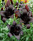 Lilium asiatic - Schwarze Asiatische Lilie 'Black Charm' 2 Zwiebeln
