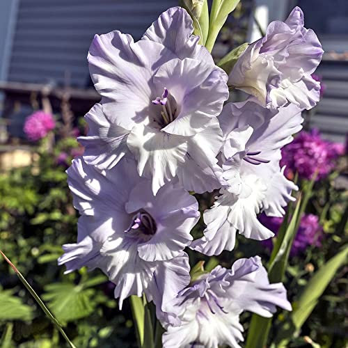 Gladiolen Zwiebeln Violett Blumenzwiebeln Gladiolenzwiebeln MehrjäHrig Winterhart Blumen Balkon Gartendeko FüR DraußEn Pflanzen Winterhart Bodendecker Balkonpflanzen 8 Winterharte Gladiolen Zwiebeln