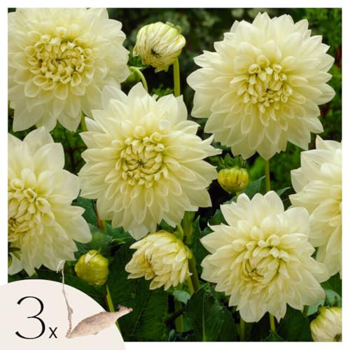 Plant in a Box - Dahlia 'White Perfection' - set di 3 - fiori estivi - tuberi di dalia - fiori da giardino - Bianco
