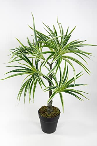 Seidenblumen Roß Dracena/Drachenbaum Real Touch 70cm grün-weiß ZJ künstliche Palme Palmen Kunstpalmen Kunstpflanzen