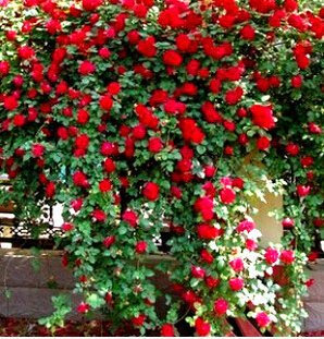 Ponak New Fresh 100 Stück rote Kletterrosen-Blumensamen