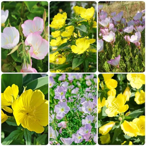 100 pcs nachtkerze samen mehrjährig - zimmerpflanzen wenig lichtbedarf,Oenothera biennis, garten samen winterfeste pflanzen für balkon bodendecker winterhart wildblumensamen