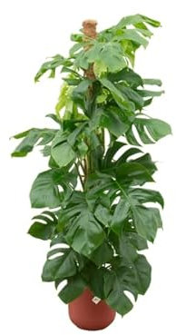 Monstera Pertusum – Fensterblatt – Ø26cm – 150cm – Mit dekorativem Jazz Topf Rot – Große Zimmerpflanze im Pflanzset – Tropische Blattschmuckpflanze für Wohnzimmer & Büro