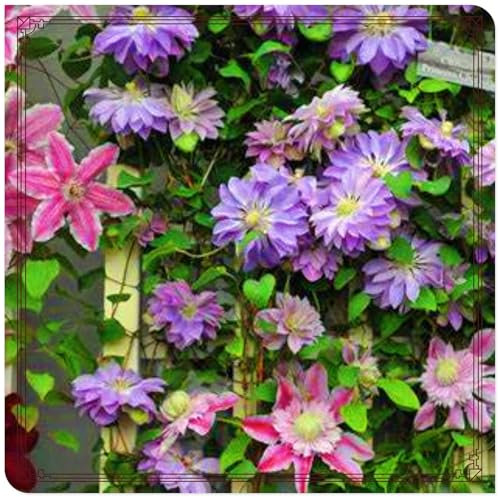 Clematis Bulbs Strong Plants That Grow Well Mix Golden Jade Carving Feels Crop for Planting Now UK Beautiful Now Mixed Garden -5 Bulbs-h