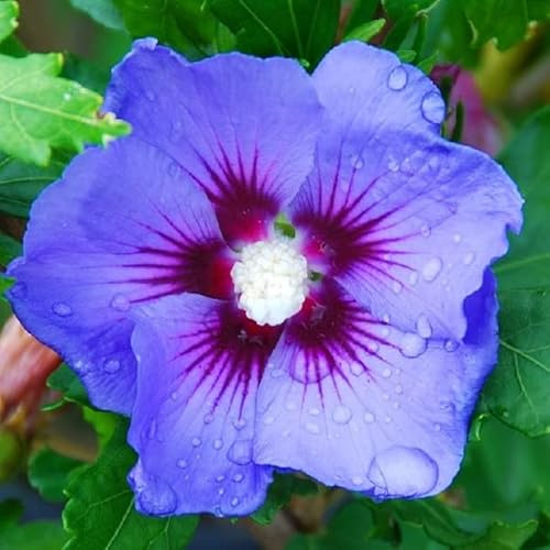 Garteneibisch 'Oiseau Bleu' - Hibiscus syriacus 'Oiseau Bleu' - 40-60 cm Topf - Sommerblühender Gartenstrauch