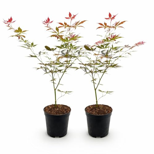 Exotenherz Acer palmatum Sumi-nagashi - japanischer Fächerahorn - laubabwerfend - 19cm Topf - 70cm - 2er Set - rot