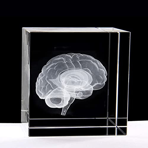 3D-Briefbeschwerer, menschliches Gehirn, anatomisches Modell, Lasergravur, in Kristallglas, Würfel, Geschenk (ohne LED-Basis) (5,8 x 5,8 x 5,8 cm)