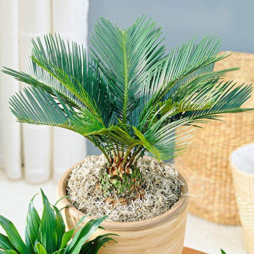 Cycas Revoluta - Sagopalmfarn | Zimmerpflanze Staude für Zuhause oder im Büro | 30-40 cm mit Topf